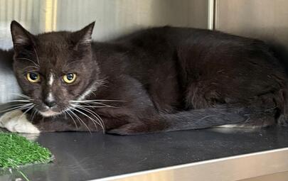 Found Domestic Short Hair
