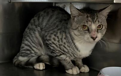 Found Domestic Short Hair