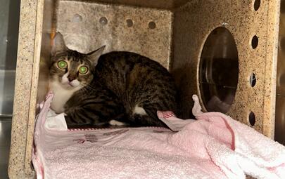 Found Tabby & White Cat