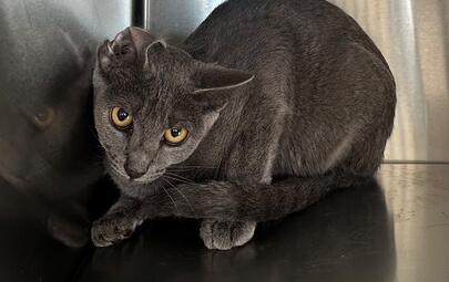 Found Grey Kitten