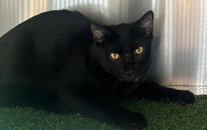 Found Black Cat