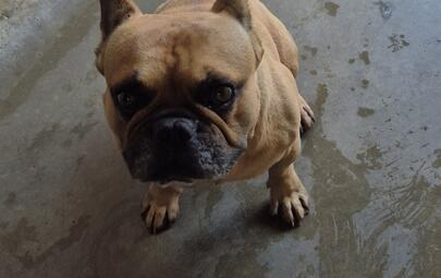 Found French Bulldog