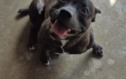Found English Staffordshire Terrier