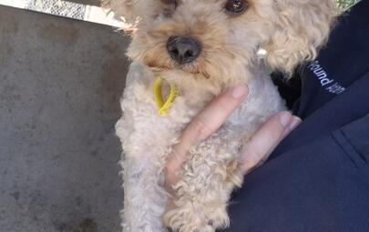 Found Small Breed
