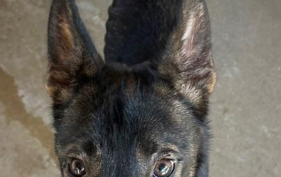 Found German Shepherd X