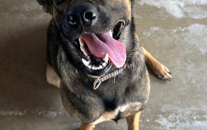 Found German Shepherd X
