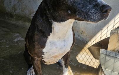 Found Black and White Mixed Breed Dog