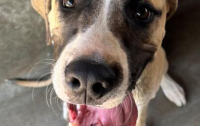 Found Great Dane X