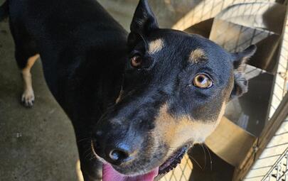 Kelpie Dog