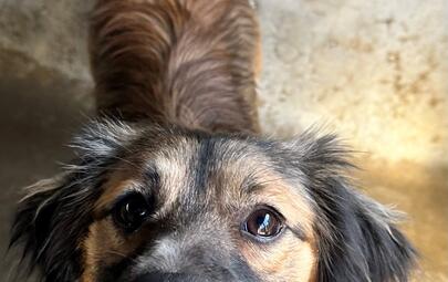 Found Terrier X