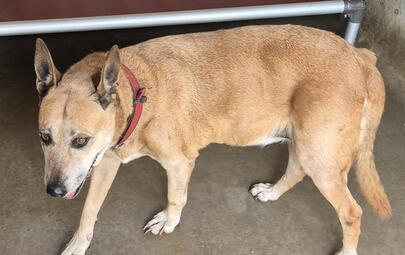 Found Medium Mixed Breed Dog