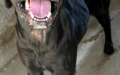 Found Labrador X