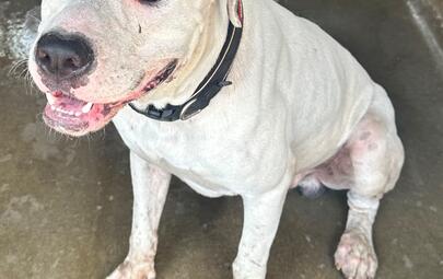 Found American Bulldog X