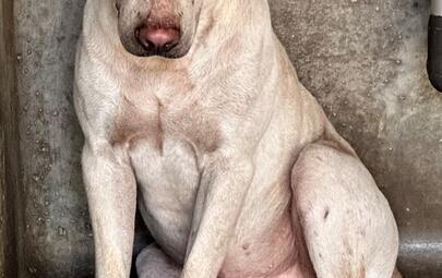 Found Labrador X