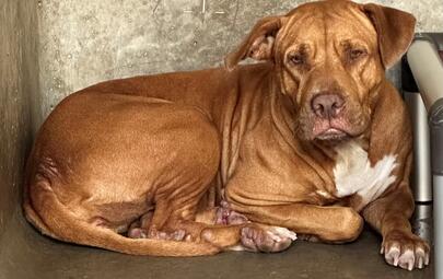 Found Mixed Breed Dog