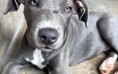 Found Staffy Puppy