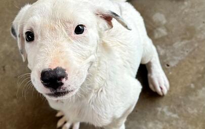 Found Mixed Breed Puppy