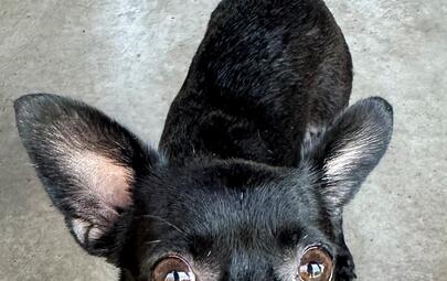 Found Chihuahua 