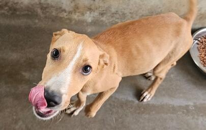 Found Mixed Breed Puppy 