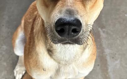 Found Mixed Breed Dog