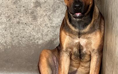 Found Mixed Breed Dog