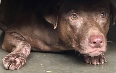 Found Mixed Breed Dog