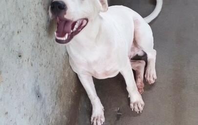 Found dog