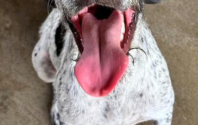 Found Mixed Breed Dog