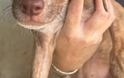 Found Mixed Breed Puppy