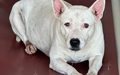 Found Bull Terrier X