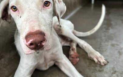 Found Mixed Breed Puppy