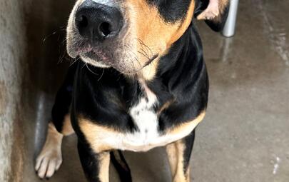 Found Large Mixed Breed Dog