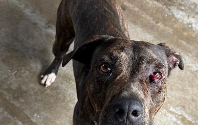 Found Mixed Breed Dog