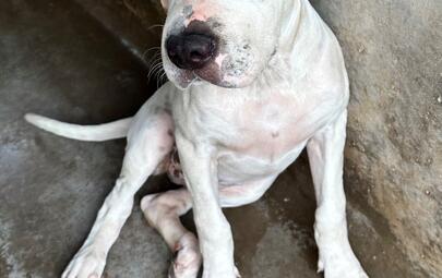 Found Mixed Breed Puppy