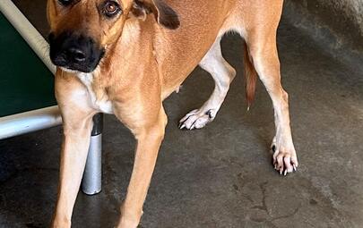 Found Mixed Breed Dog