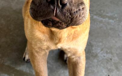 Found Shar Pei