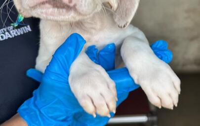 Found Mixed Breed Puppy