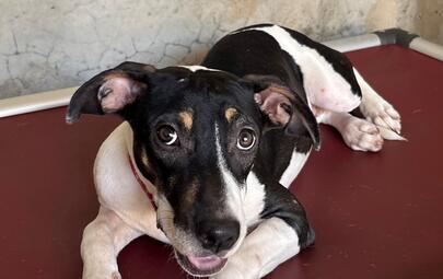 Found Medium Mixed Breed Dog