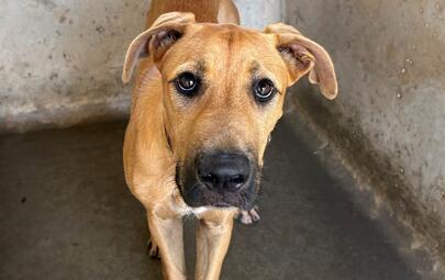 Found Medium Mixed Breed Dog