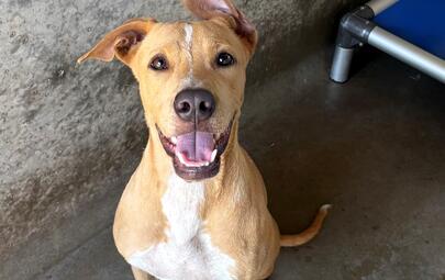 Found Medium Mixed Breed Dog