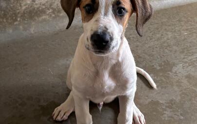 Found Medium Mixed Breed Puppy