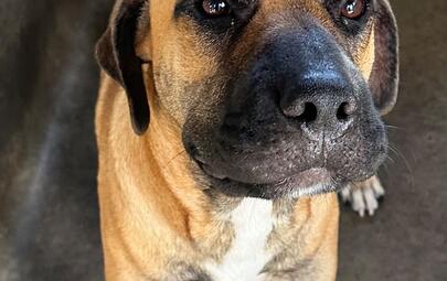 Found Mixed Breed Dog