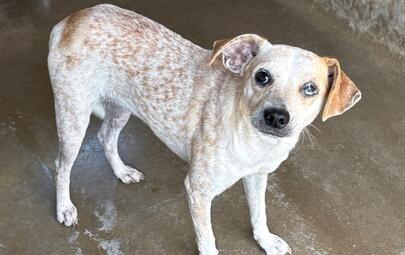 Found Medium Mixed Breed Puppy