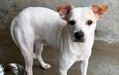 Found Medium Mixed Breed Puppy