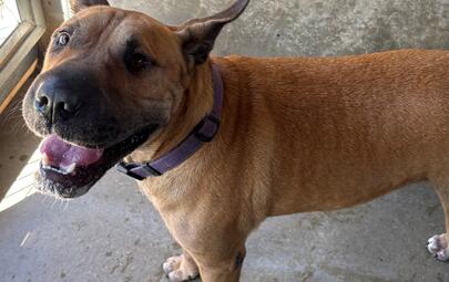 Found Shar Pei Cross Dog