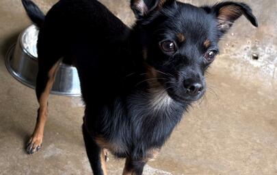 Found Chihuahua