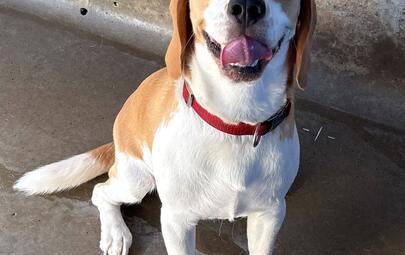 Found Beagle