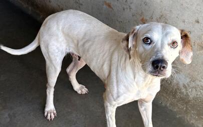 Found Medium Mixed Breed Dog
