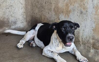 Found Medium Mixed Breed Dog