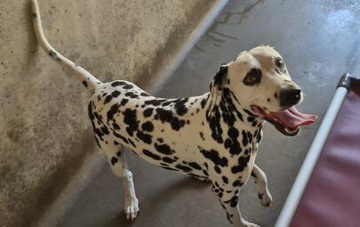Found Dalmatian